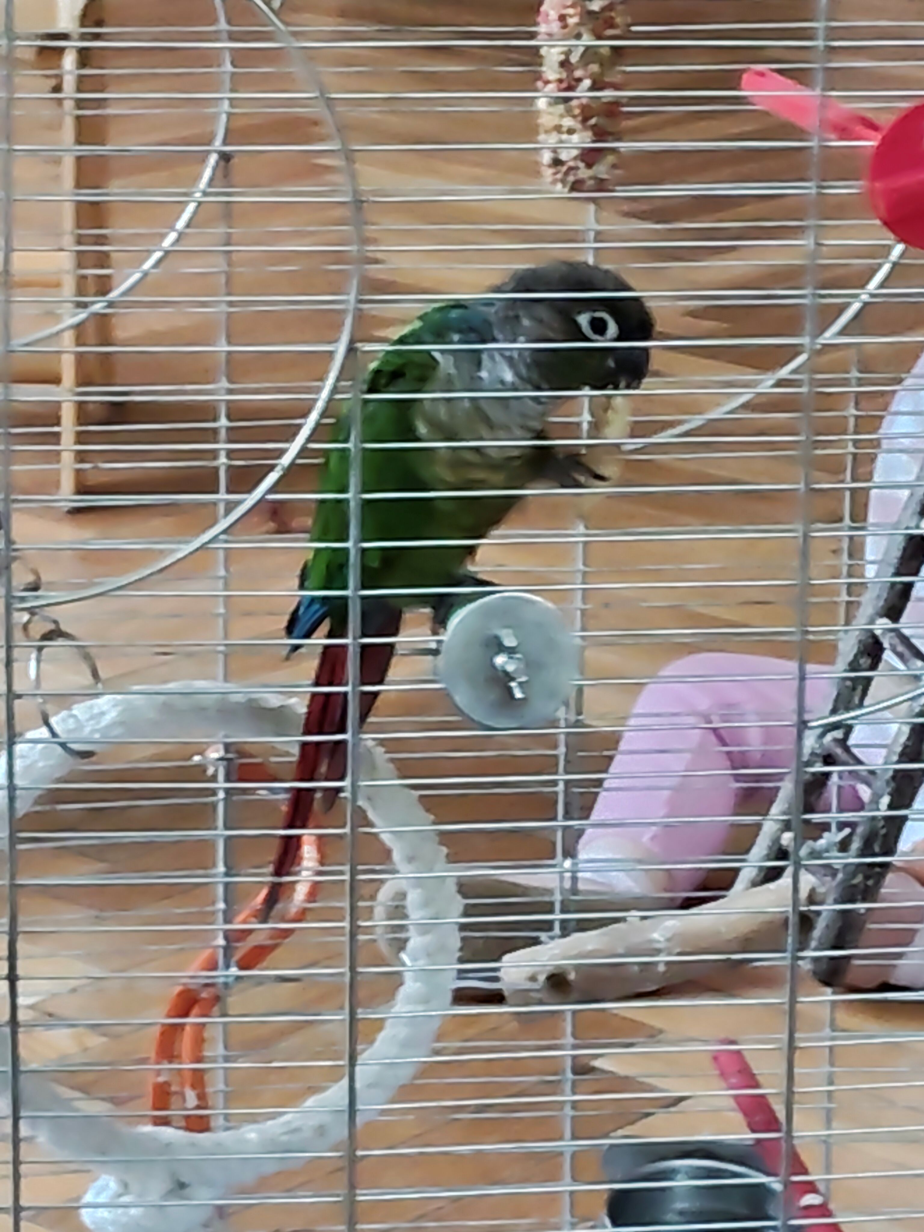 papuga