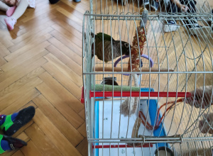 Wizyta pani weterynarz z papugą w przedszkolu