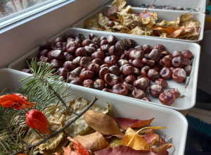 Projekt edukacyjny "Drzewo"