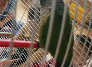 Zielona papuga siedząca na czerwonym żerdziu w klatce, obserwowana z bliska podczas zajęć lub wizyty edukacyjnej w przedszkolu.